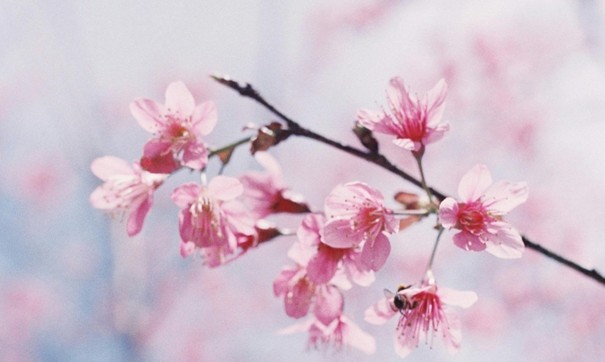 Frühling März Kirchenblüte verkleinert