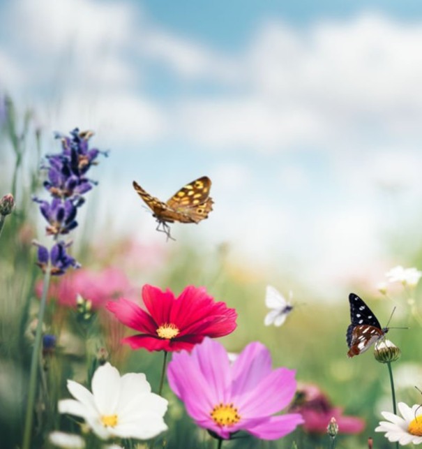 Sommer